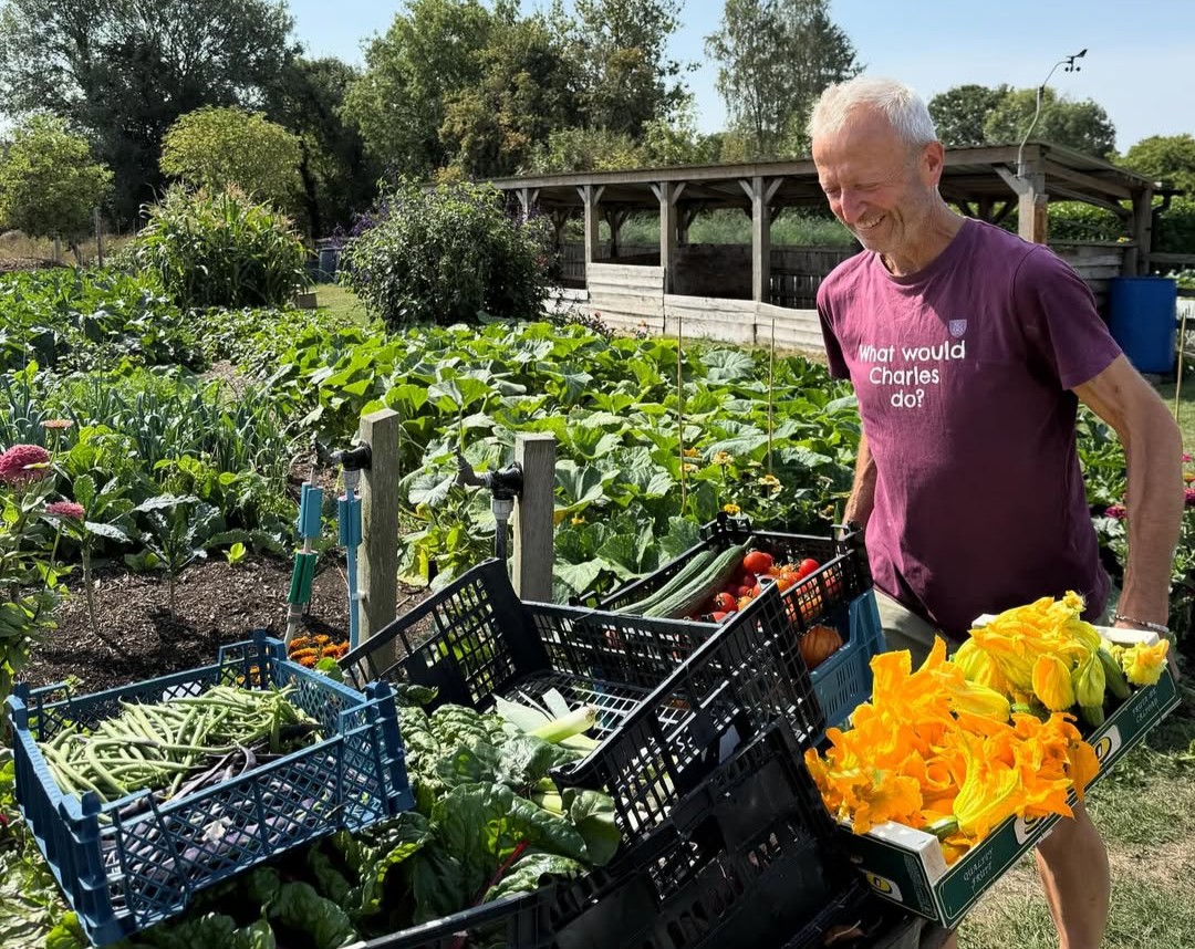tomate-huerta-cuando-cosechar-en-verano-experto