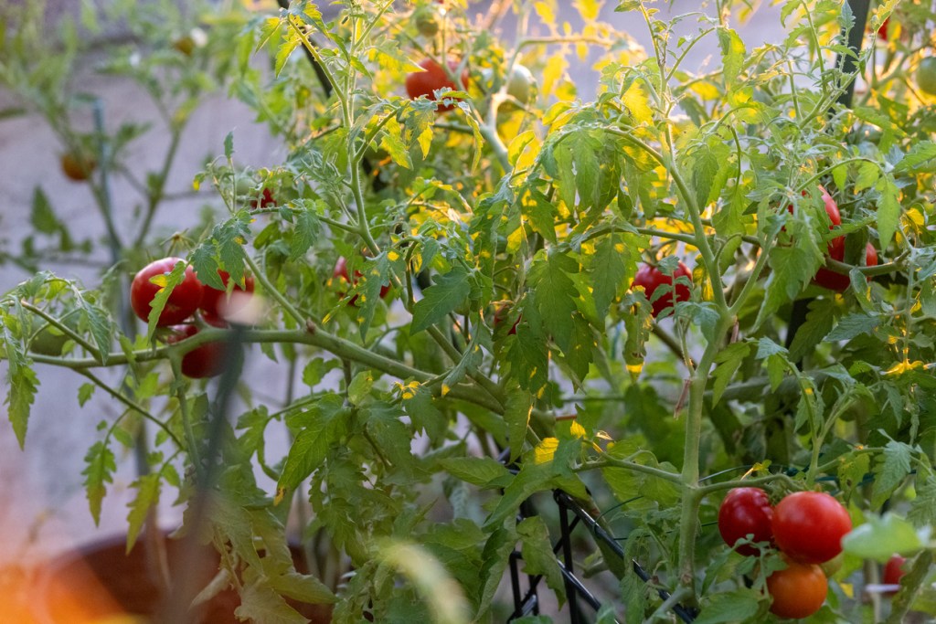 tomate-huerta-cuando-cosechar-en-verano-experto