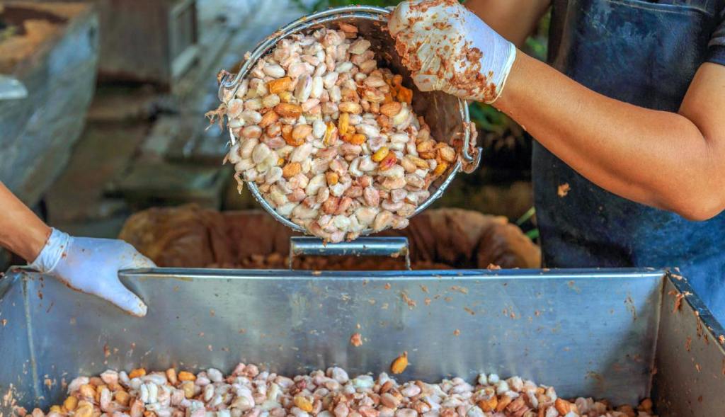cacao-granos-fermentacion-mejor-sabor-chocolate