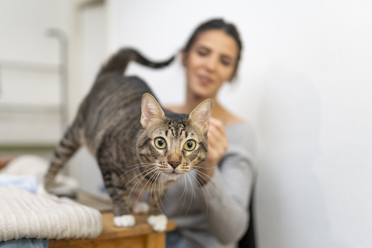 gatos-habitos-reducir-alergia-en-casa-