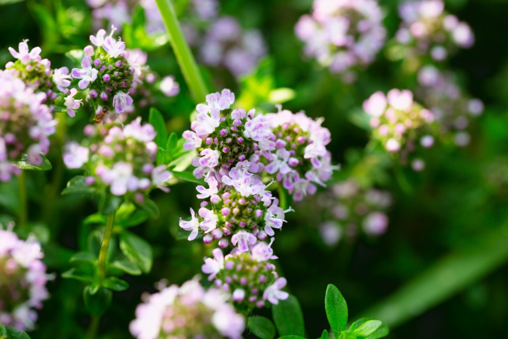 cahmpu-anti-caida-low-cost-kerzo