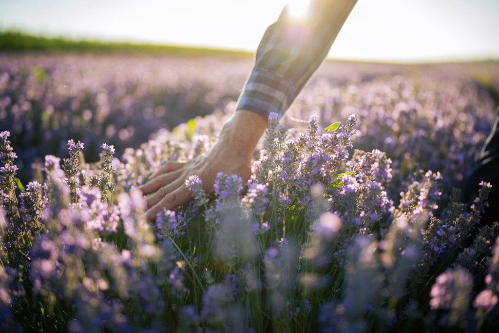 agua-colonia-lavanda-aroma-refrescante-relajante